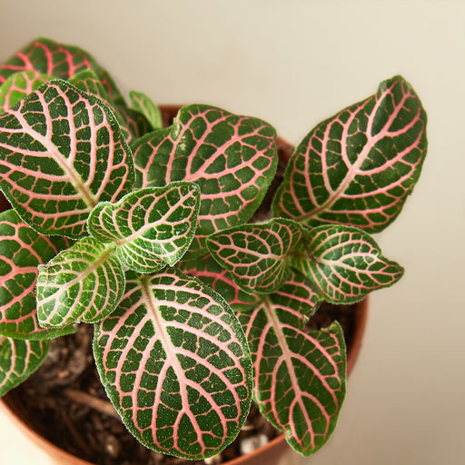 Fittonia 'Pink' - House Plant Shop