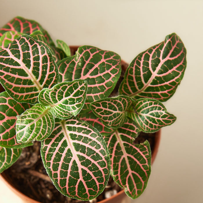 pink indoor plants Fittonia 'Pink'