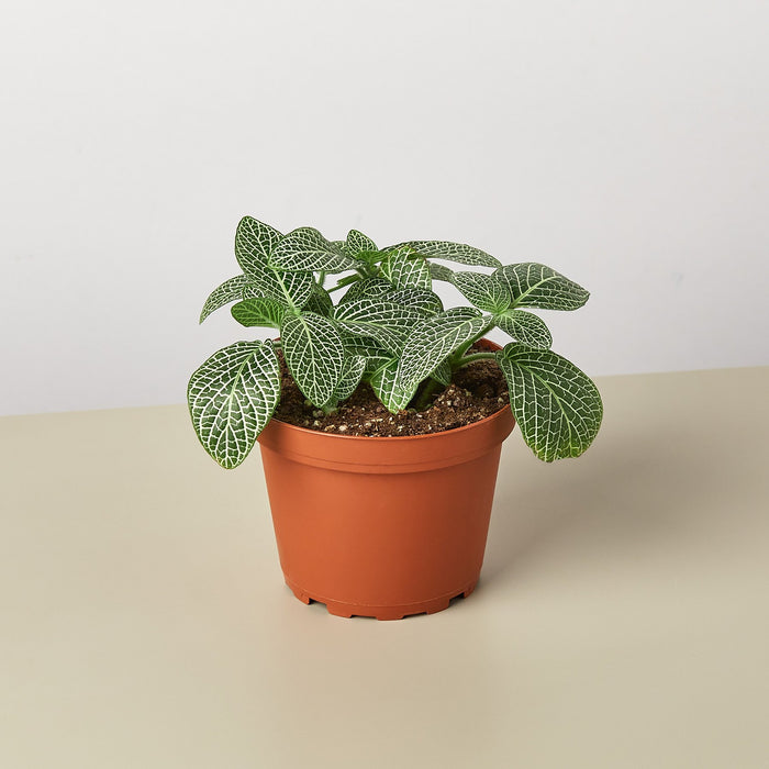 is fittonia an indoor plant Fittonia 'White'