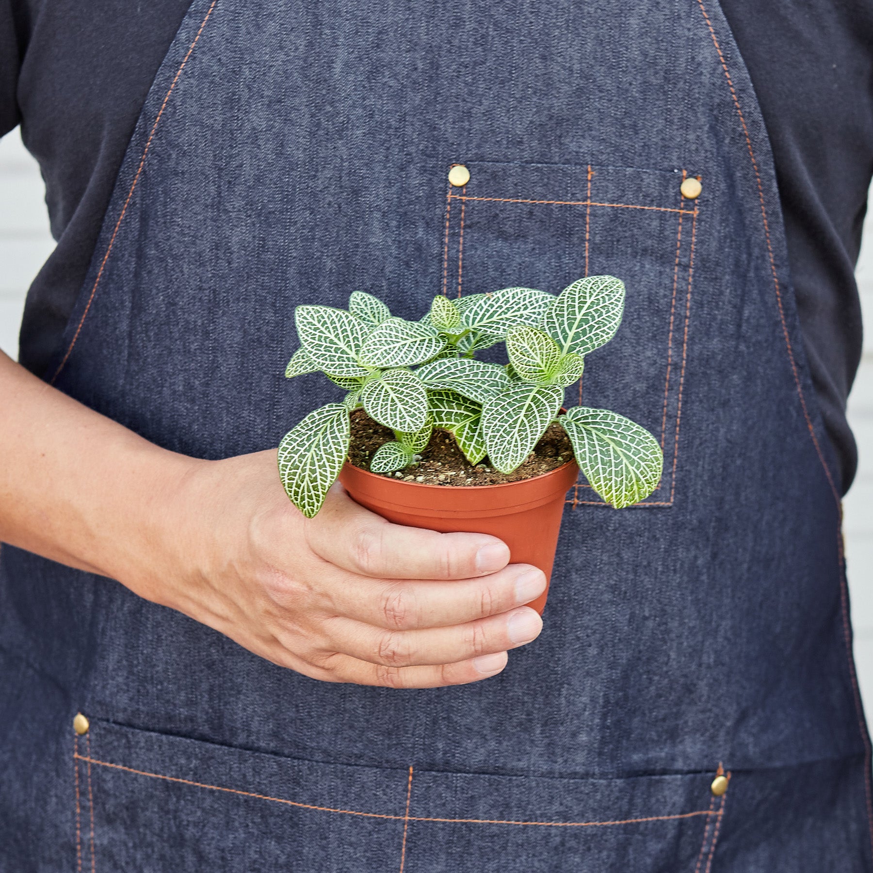 Fittonia White - House Plant Shop