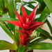 Bromeliad Guzmania 'Red' - House Plant Shop