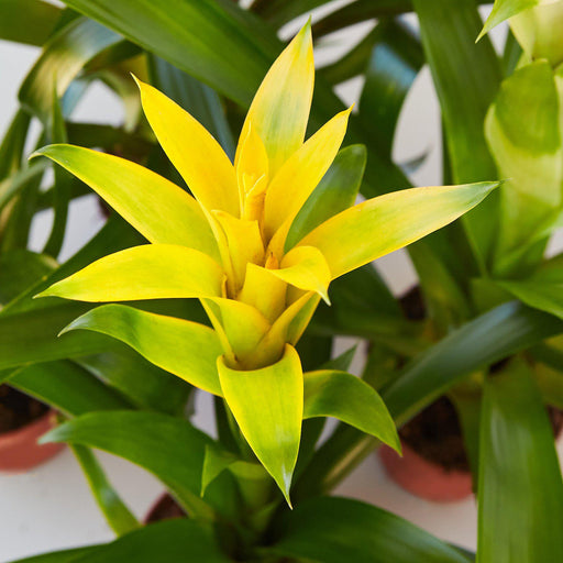 Bromeliad Guzmania 'Yellow' - 4" Pot - House Plant Shop