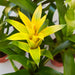 Bromeliad Guzmania 'Yellow' - 4" Pot - House Plant Shop