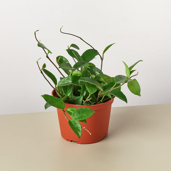 honey plant indoor Hoya Carnosa