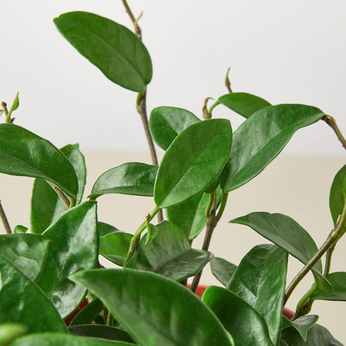 wax leaf house plants Hoya Carnosa | Indoor Plant | Tropical Plant | Potted Plant