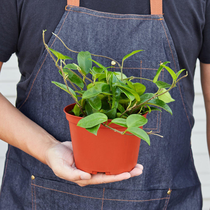 wax leaf indoor plant Hoya Carnosa | Indoor Plant | Tropical Plant | Potted Plant