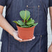 Hoya 'Sweetheart' - House Plant Shop