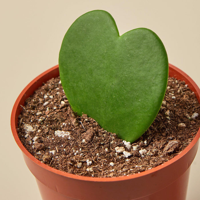 sweetheart succulent Hoya 'Sweetheart'