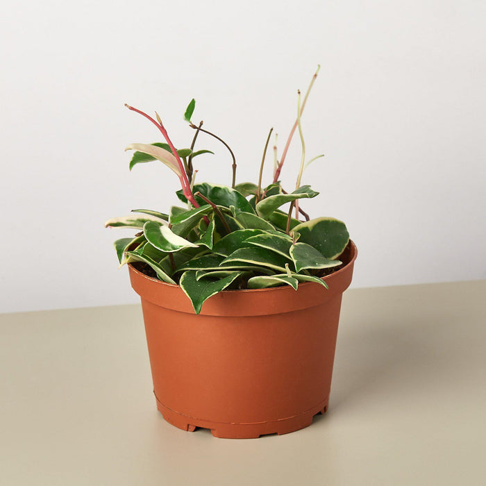 tricolour indoor plant Hoya Carnosa 'Tricolor' | Indoor Plant | Tropical Plant | Potted Plant