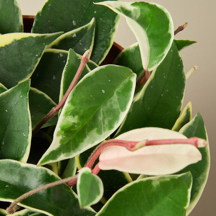 tri color house plant Hoya Carnosa 'Tricolor'