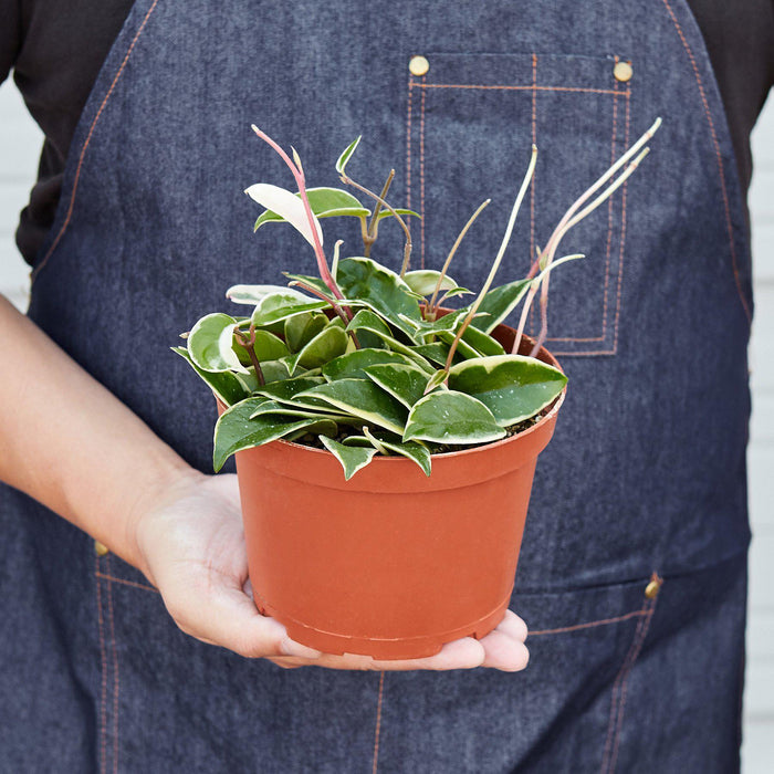 tricolour indoor plant Hoya Carnosa 'Tricolor' | Indoor Plant | Tropical Plant | Potted Plant