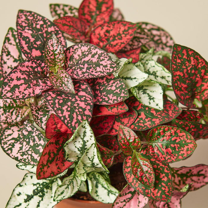 indoor hypoestes plant Hypoestes 'Polka Dot'