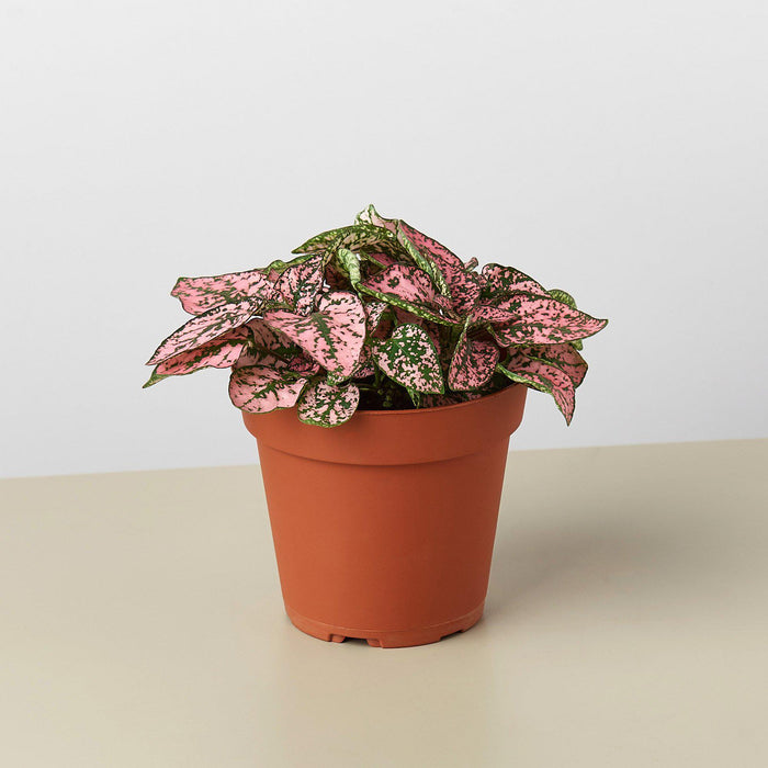 pink speckled house plant Hypoestes 'Polka Dot'