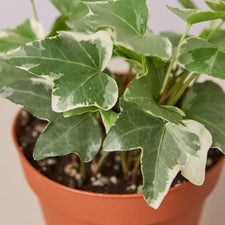 English Ivy 'Glacier' | Indoor Plant | Tropical Plant | Potted Plant ...