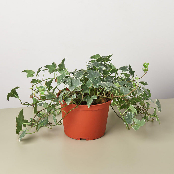 hedera ivy indoor plant English Ivy 'Glacier' | Indoor Plant | Tropical Plant | Potted Plant