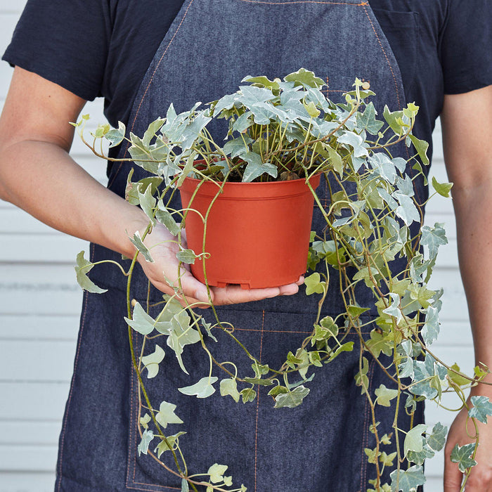 large hanging ivy plant English Ivy 'Glacier' | Indoor Plant | Tropical Plant | Potted Plant