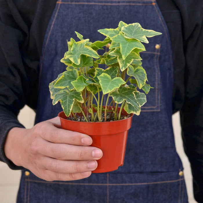 english ivy indoor house plant English Ivy 'Gold Child' | Indoor Plant | Tropical Plant | Potted Plant