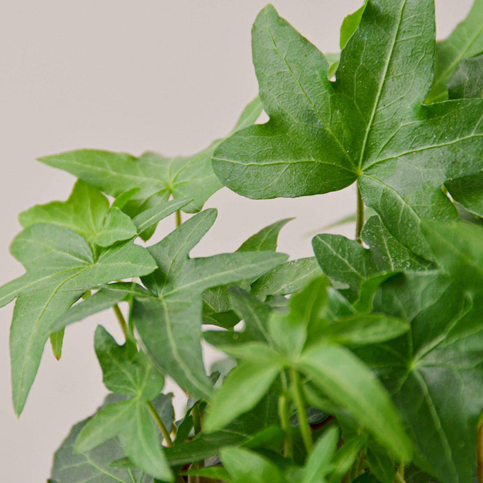 ivy house plants for sale English Ivy 'Green California' | Indoor Plant | Tropical Plant | Potted Plant