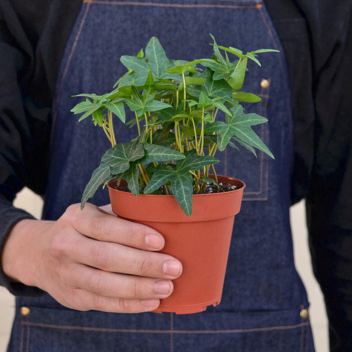 ivy house plants for sale English Ivy 'Green California' | Indoor Plant | Tropical Plant | Potted Plant