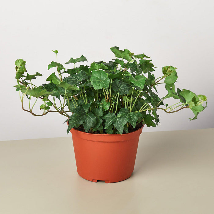indoor potted ivy plant English Ivy 'Green California' | Indoor Plant | Tropical Plant | Potted Plant
