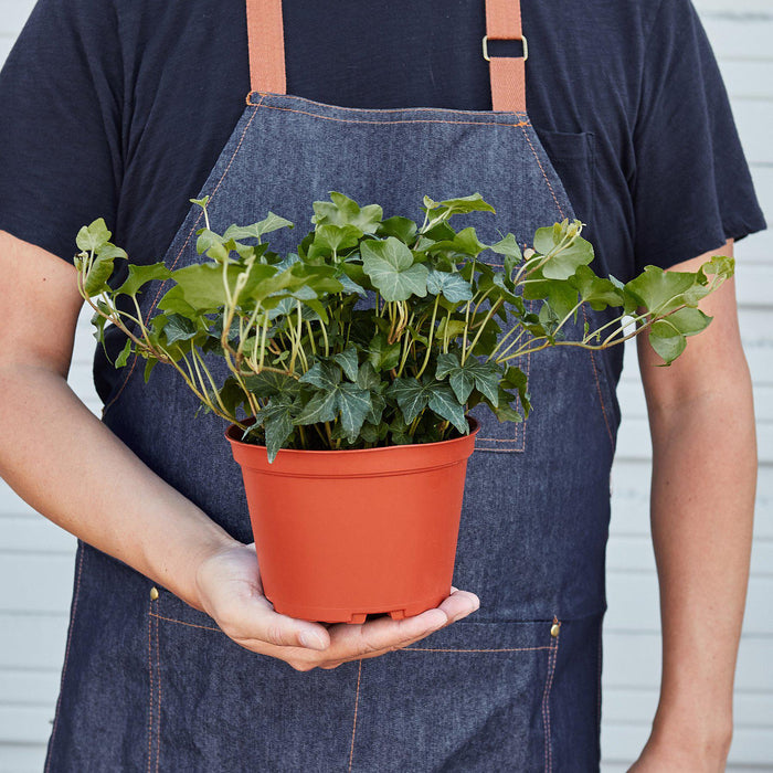 ivy house plants for sale English Ivy 'Green California' | Indoor Plant | Tropical Plant | Potted Plant