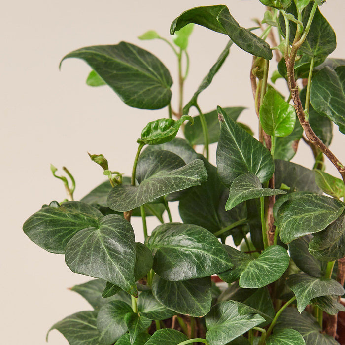 house plant with teardrop leaves English Ivy 'Teardrop'