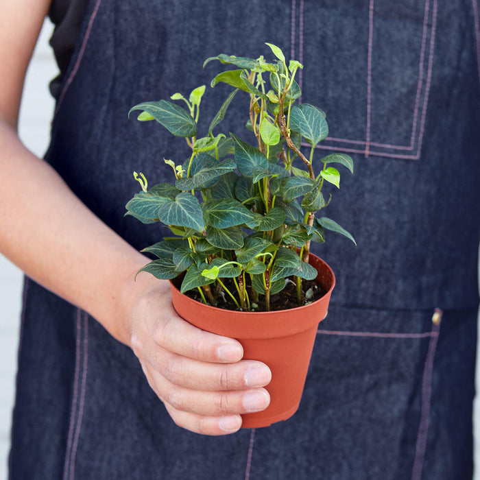 house plant with teardrop leaves English Ivy 'Teardrop'