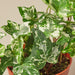 English Ivy 'Kolibre' - House Plant Shop
