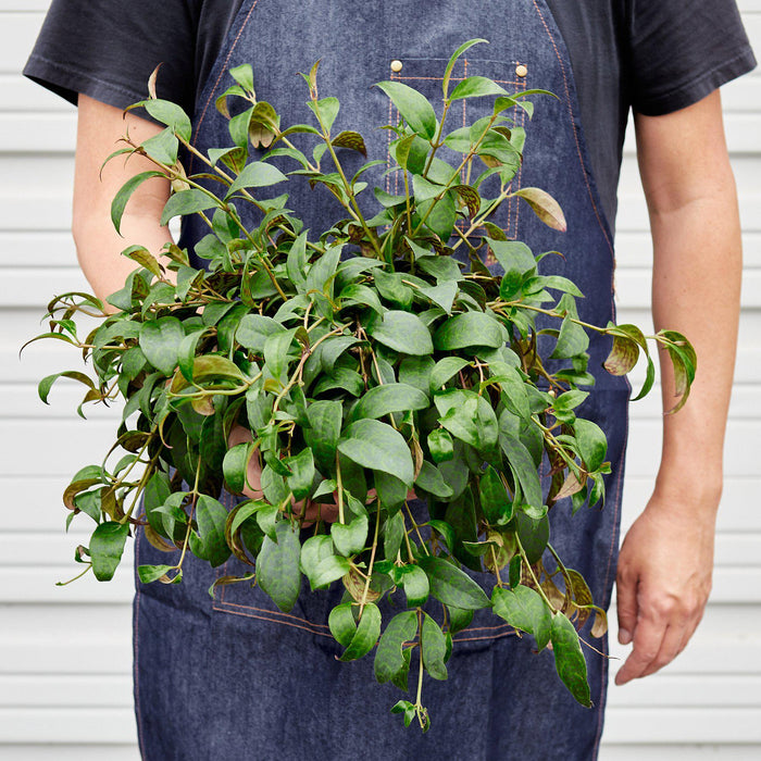 lipstick indoor plant Lipstick 'Black Pagoda' | Indoor Plant | Tropical Plant | Potted Plant