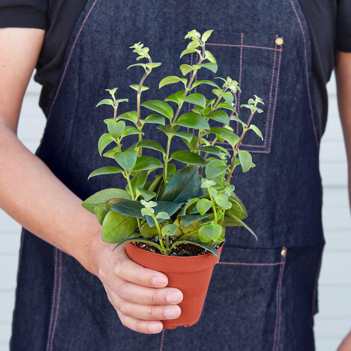classic house plant Lipstick Plant | Aeschynanthus | Tropical Plant | Potted Plant