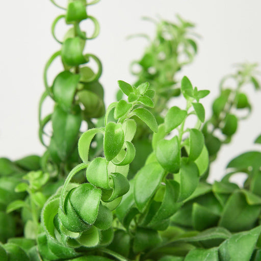 Curly Lipstick Plant - House Plant Shop