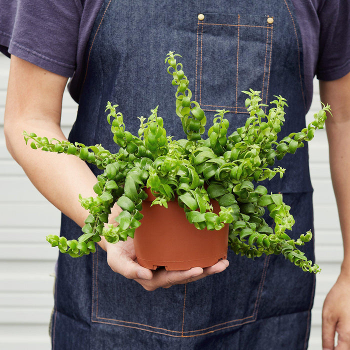lipstick plant pot size Curly Lipstick Plant | Indoor Plant | Tropical Plant | Potted Plant