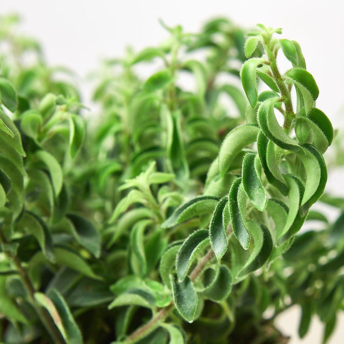 house plant with curly leaves Curly Lipstick Plant