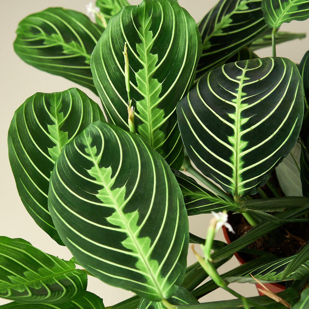 lemon lime prayer plant for sale Maranta 'Lemon Lime' | Indoor Plant | Tropical Plant | Potted Plant