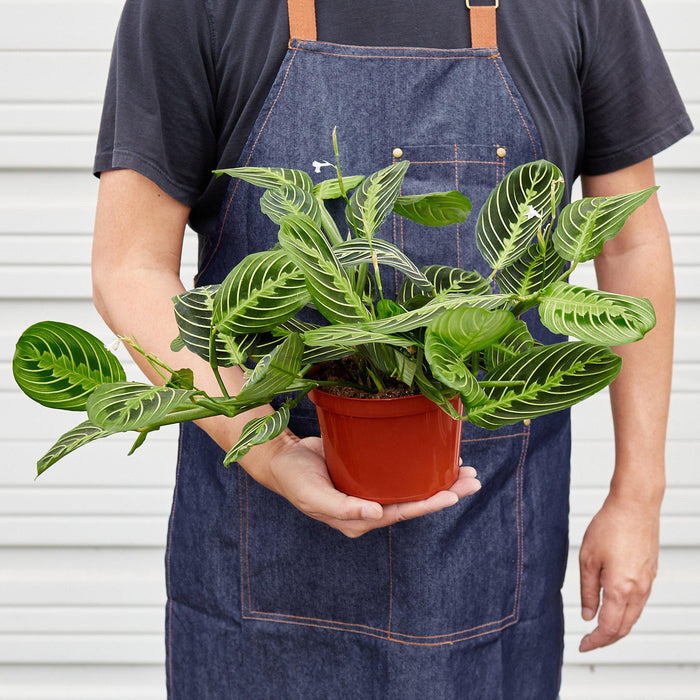 lemon lime prayer plant for sale Maranta 'Lemon Lime'