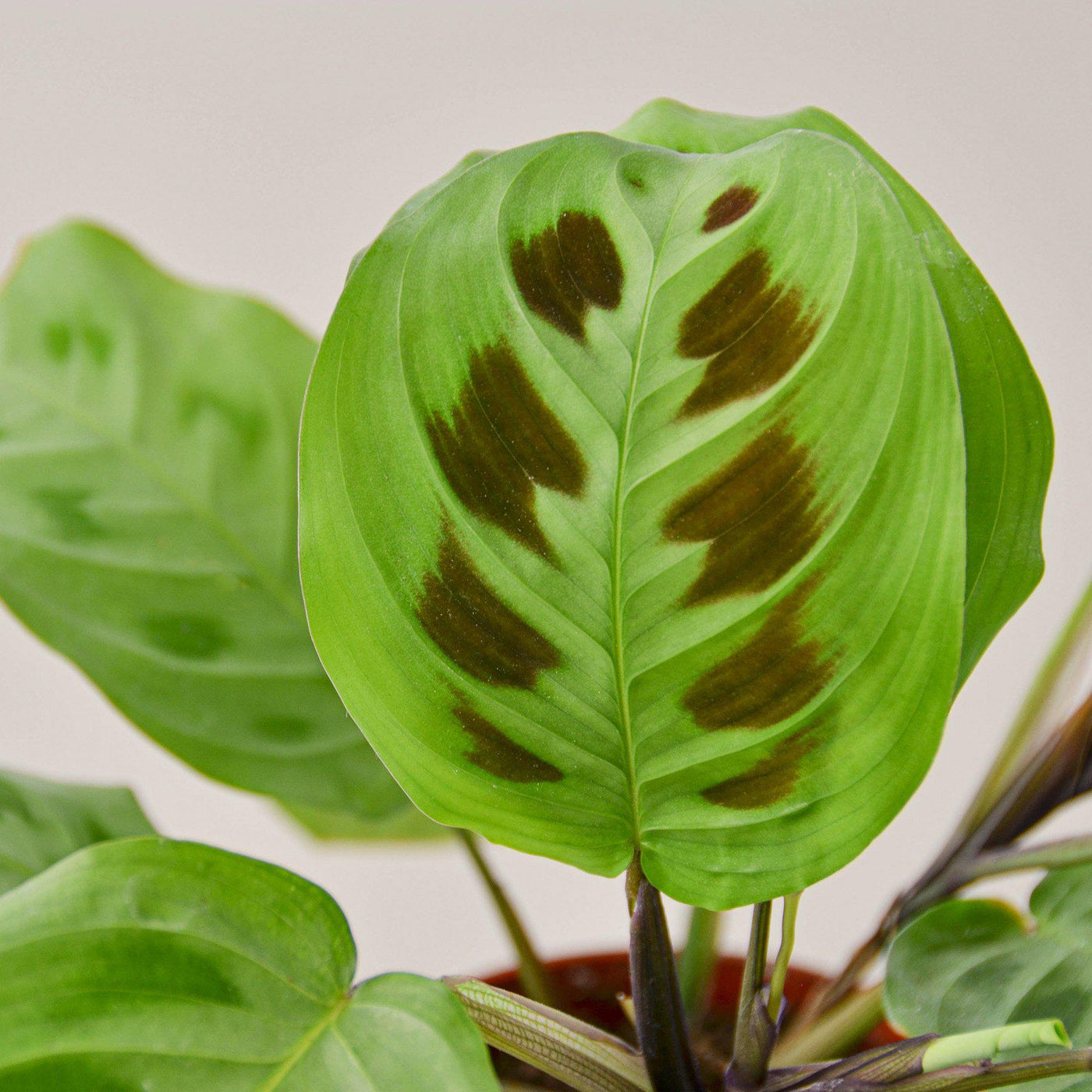 Maranta Leuconeura | Indoor Plant | Tropical Plant | Potted Plant ...