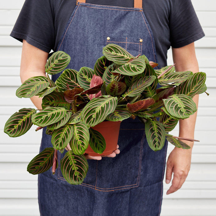prayer indoor plant Maranta 'Red Prayer' | Indoor Plant | Tropical Plant | Potted Plant