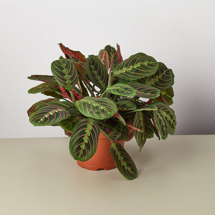 red prayer plant meaning Maranta 'Red Prayer' | Indoor Plant | Tropical Plant | Potted Plant