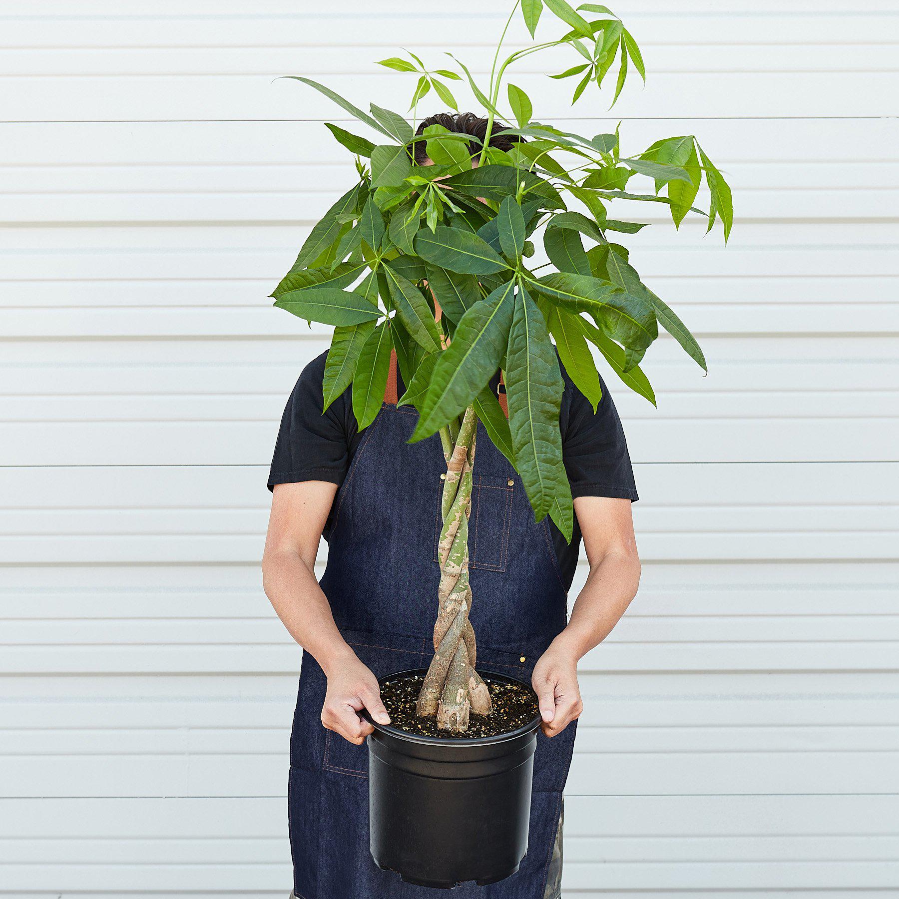 Money Tree 'Guiana Chestnut' Pachira Braid - 10