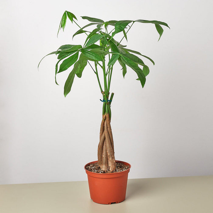 malabar chestnut indoor plant Money Tree 'Guiana Chestnut' Pachira Braid | Indoor Plant | Tropical Plant | Potted Plant