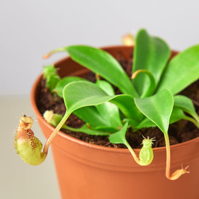 carnivorous plant pot Carnivorous 'Monkey Cup' Plant | Indoor Plant | Tropical Plant | Potted Plant