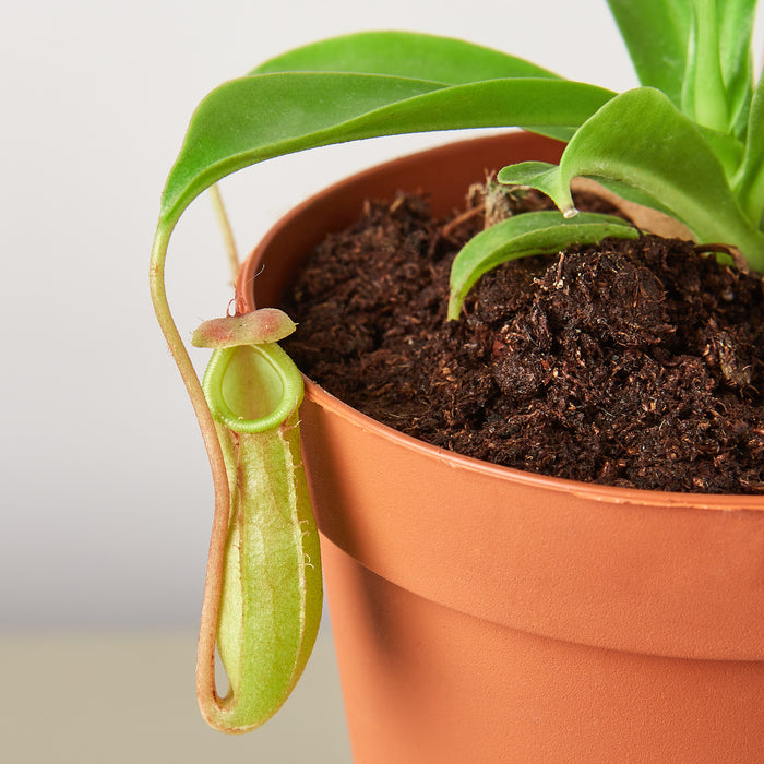 pitcher plant in pot Carnivorous 'Monkey Cup' Plant