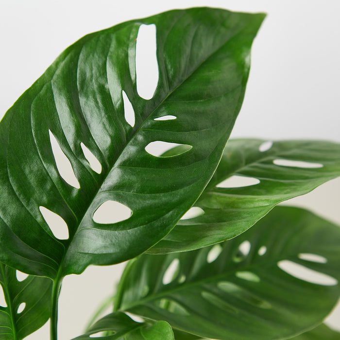 swiss cheese live plant Monstera Adansonii 'Swiss Cheese' | Indoor Plant | Tropical Plant | Monstera Adansonii | Potted Plant