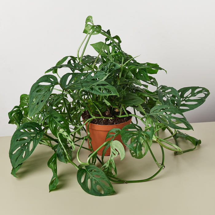 swiss cheese plant online Monstera Adansonii 'Swiss Cheese' | Indoor Plant | Tropical Plant | Monstera Adansonii | Potted Plant