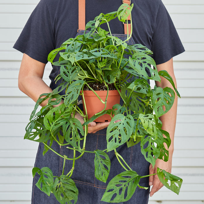 monstera adansonii size Monstera Adansonii 'Swiss Cheese' | Indoor Plant | Tropical Plant | Monstera Adansonii | Potted Plant