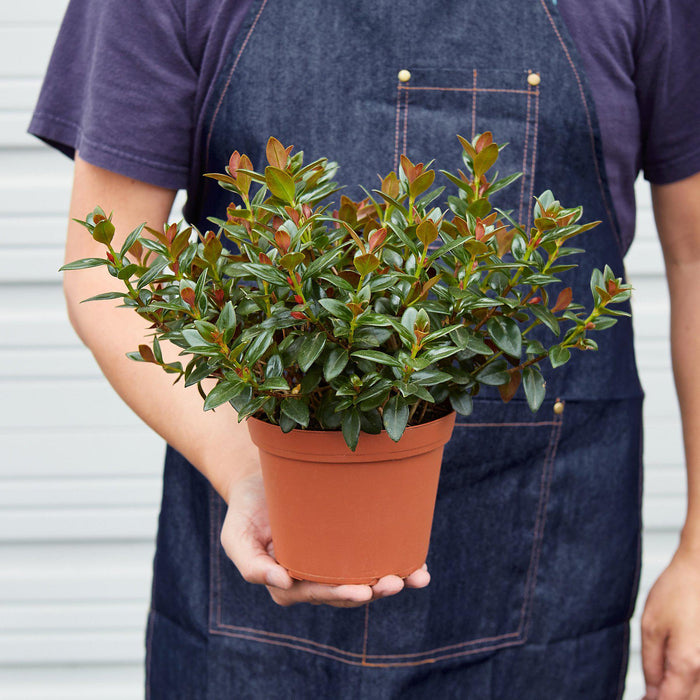 indoor goldfish plant Nematanthus Black Goldfish Plant | Indoor Plant | Tropical Plant | Potted Plant