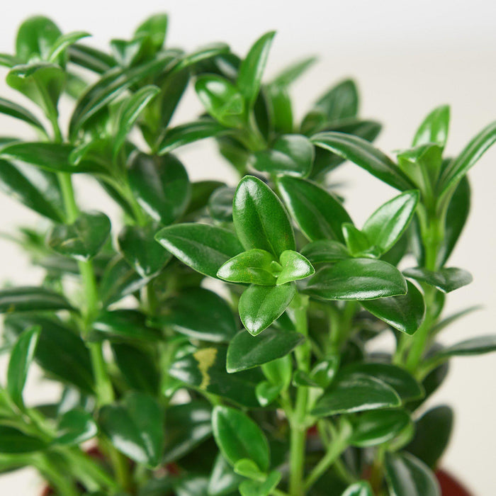 candy corn plant indoor Nemetanthus Candy Corn Plant 'Brazilian Firecracker' | Indoor plant