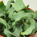 Orchid Cactus 'Curly Sue' - 6" Pot - House Plant Shop