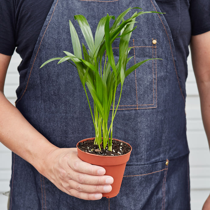 areca palm to buy Areca Palm | Indoor Plant | Tropical Plant | Potted Plant