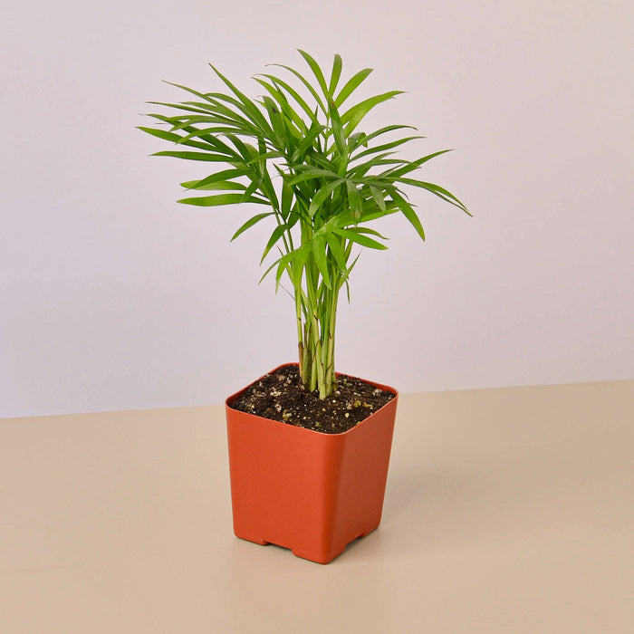 tropical house plants near me 3" Tropical Plant Variety Bundle | Indoor Plant | Tropical Plant | Potted Plant
